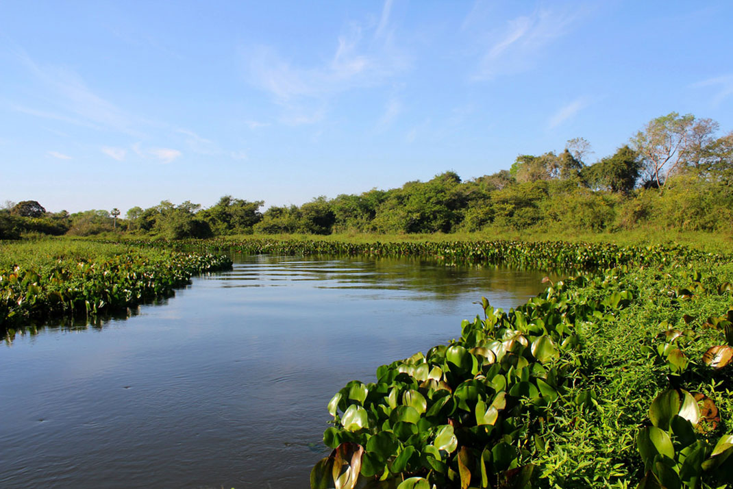 pantanal-8