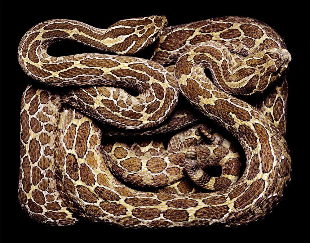serpent-10