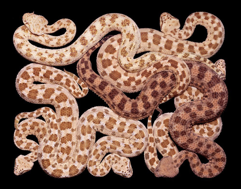 serpent-3