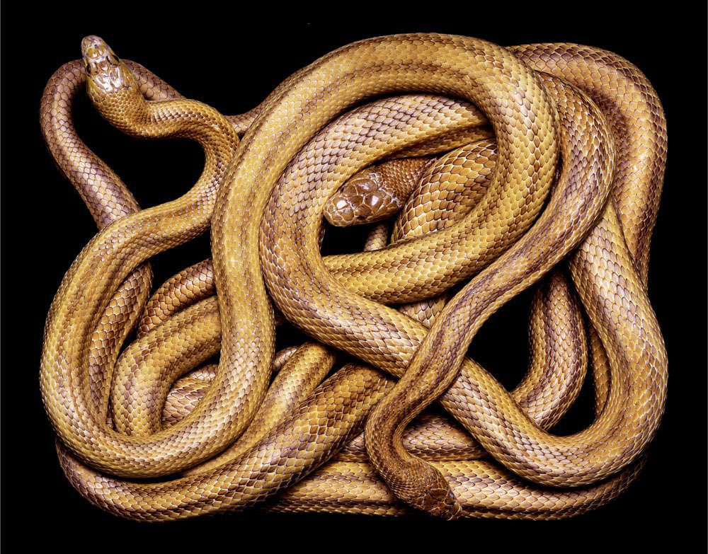 serpent-4