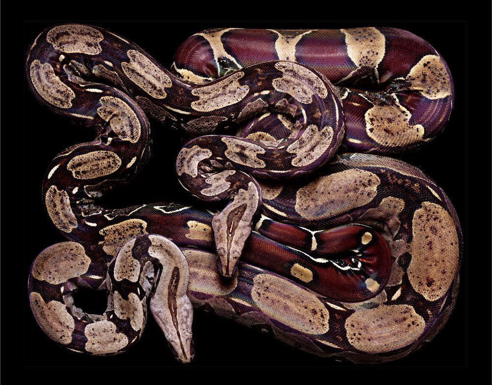 serpent-5