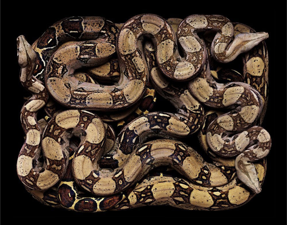 serpent-6