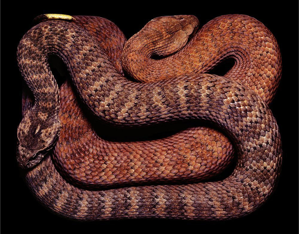 serpent-8