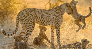 une-animaux-mere-1