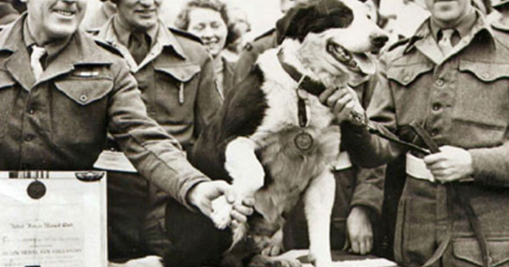 une-déco-animaux-si