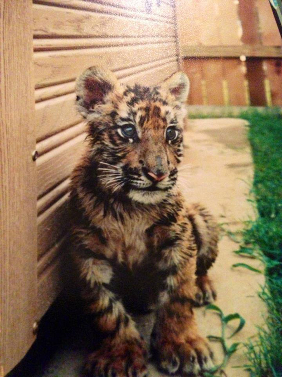 1-bebe-tigre