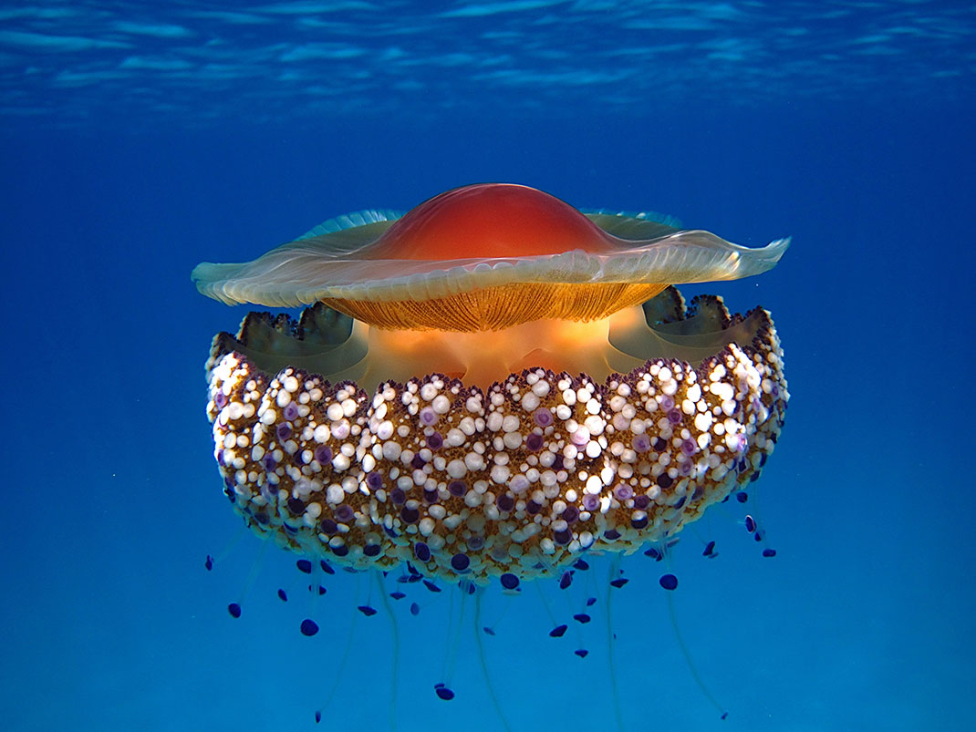 10-meduse-oeuf