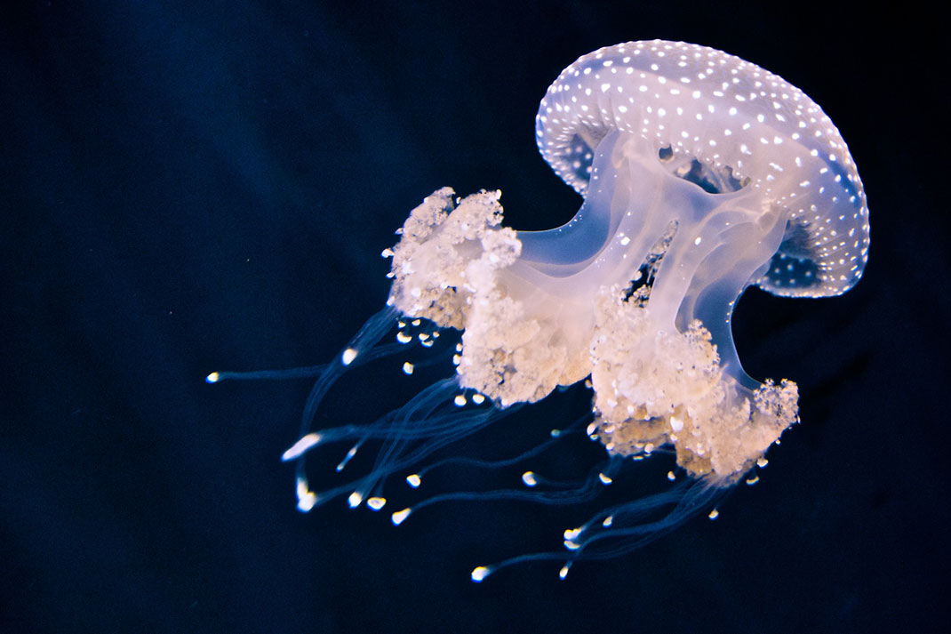 12-meduse-constellee