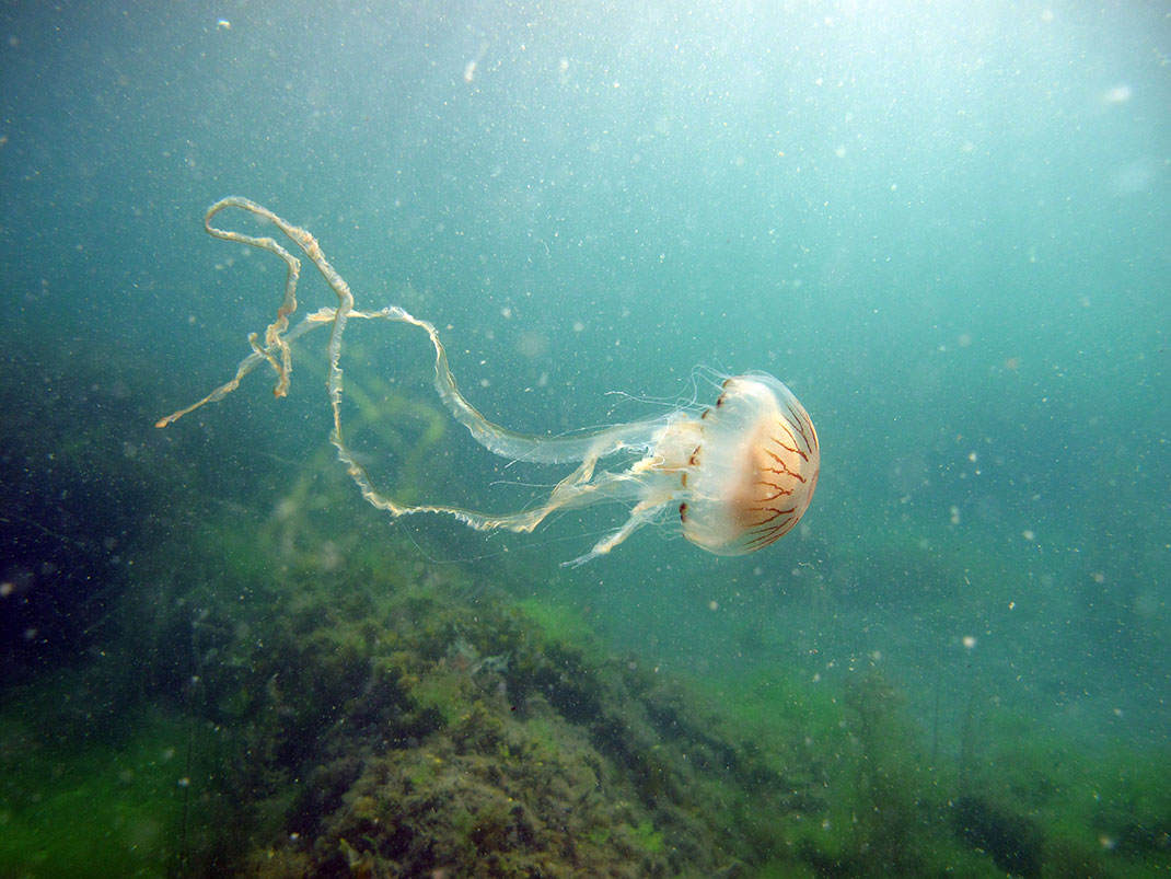 14-meduse-rayonnee