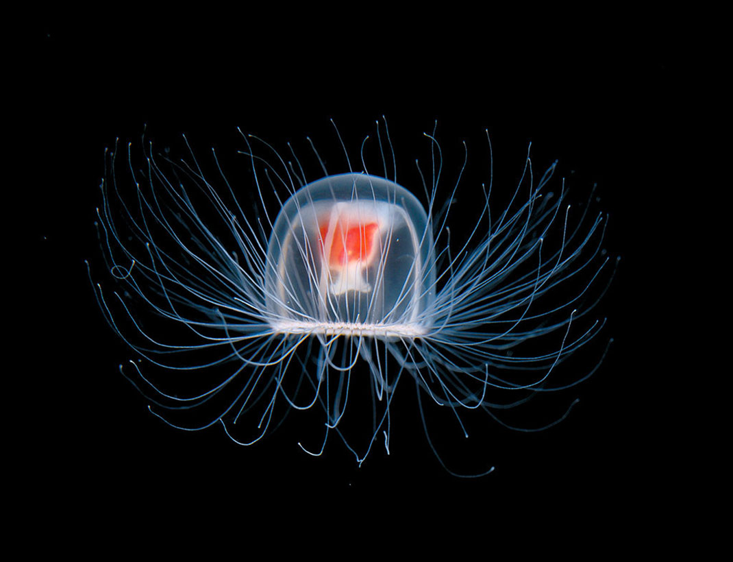 16-Turritopsis-Nutriculaheader
