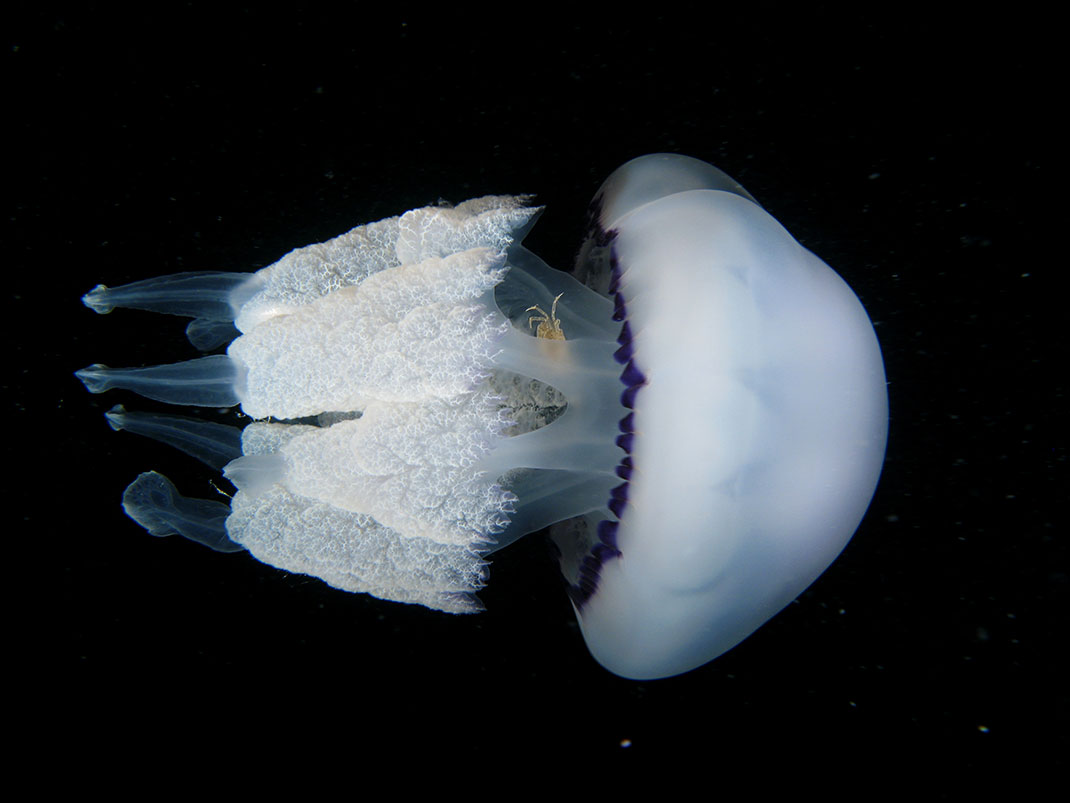 17-meduse-ronde