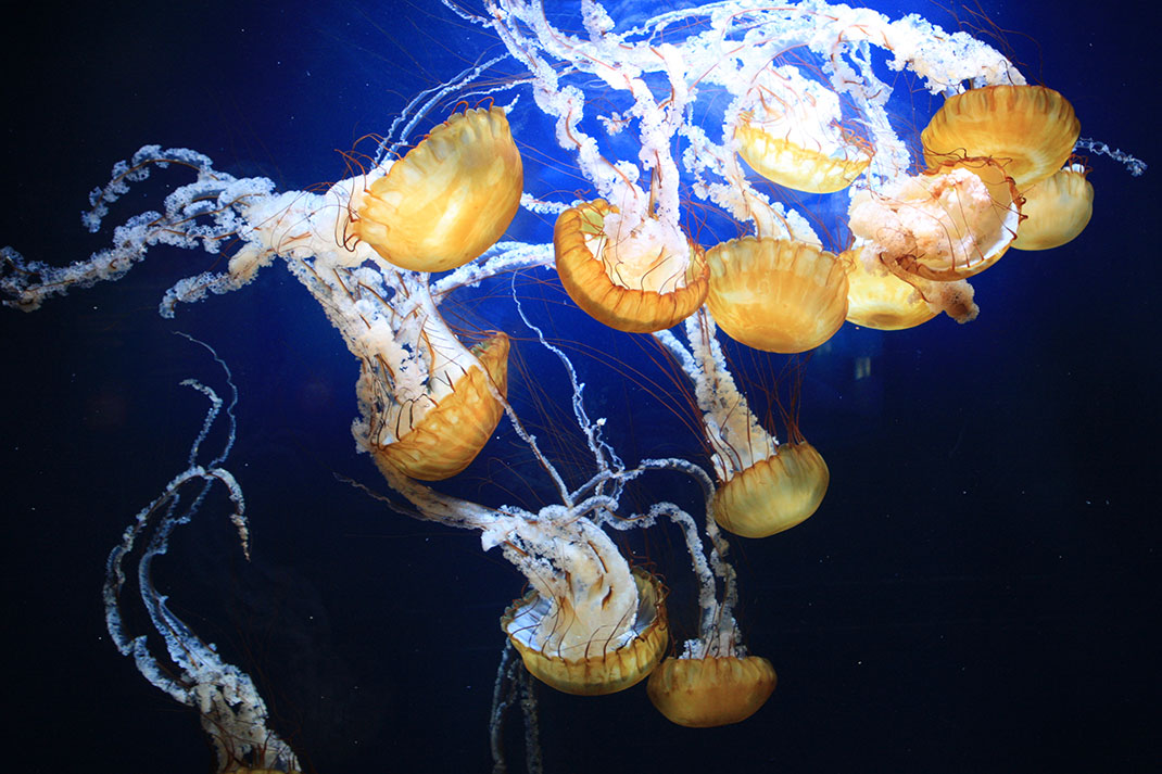 19-meduse-pacifique