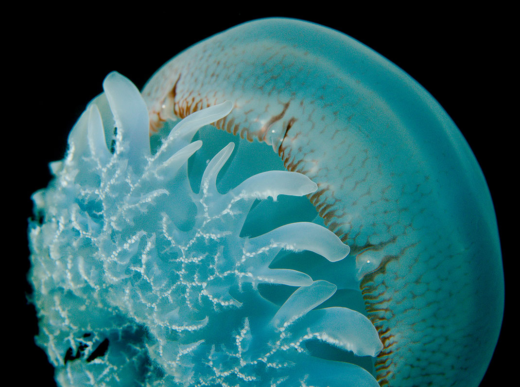 2-meduse-boule