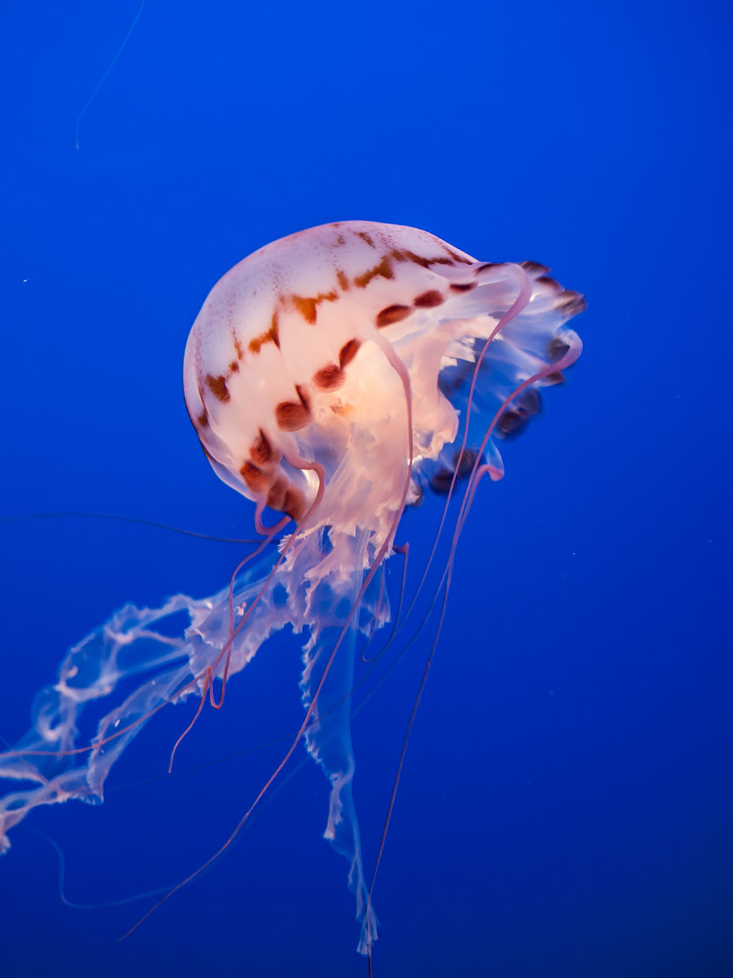 3-meduse-violette