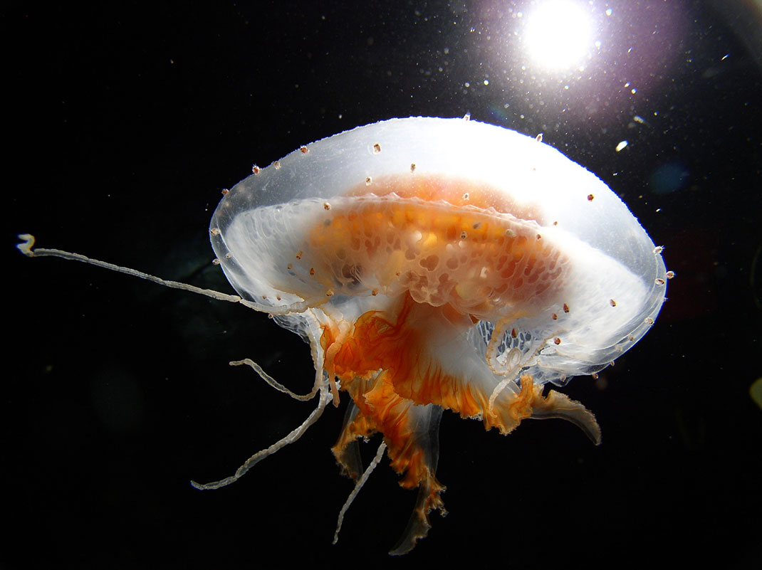 4-meduse-antarctique