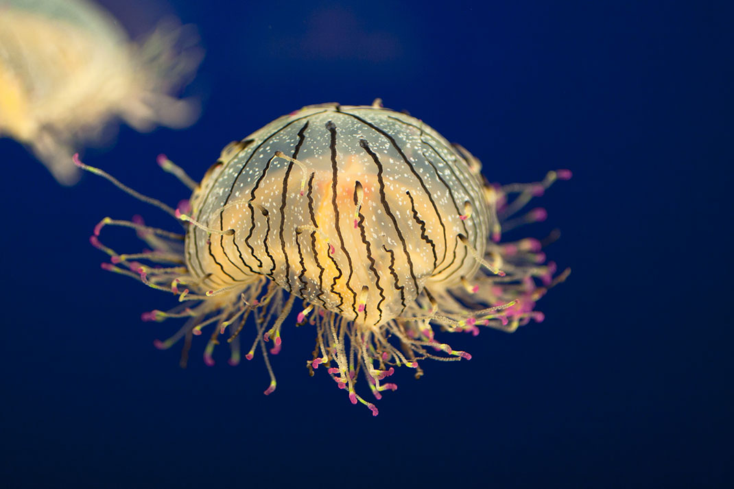 5-meduse-fleur