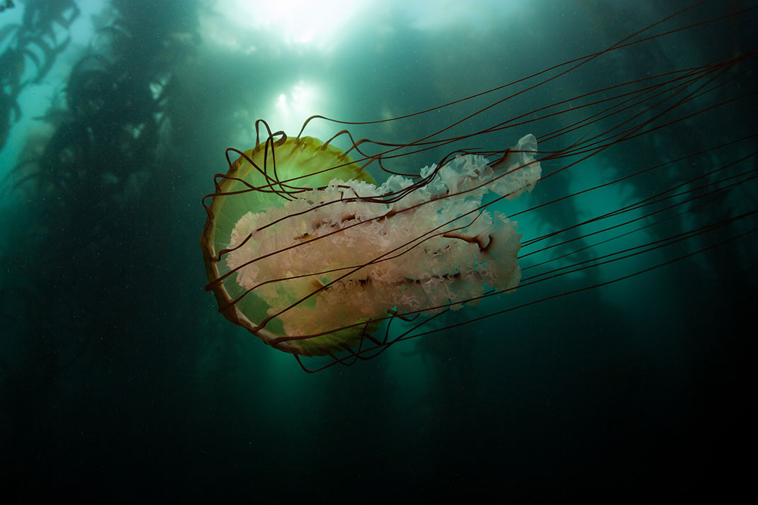 8-meduse-criniere