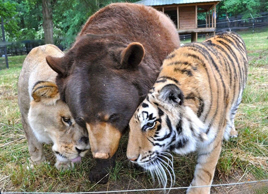 Tigre-lion-ours-50