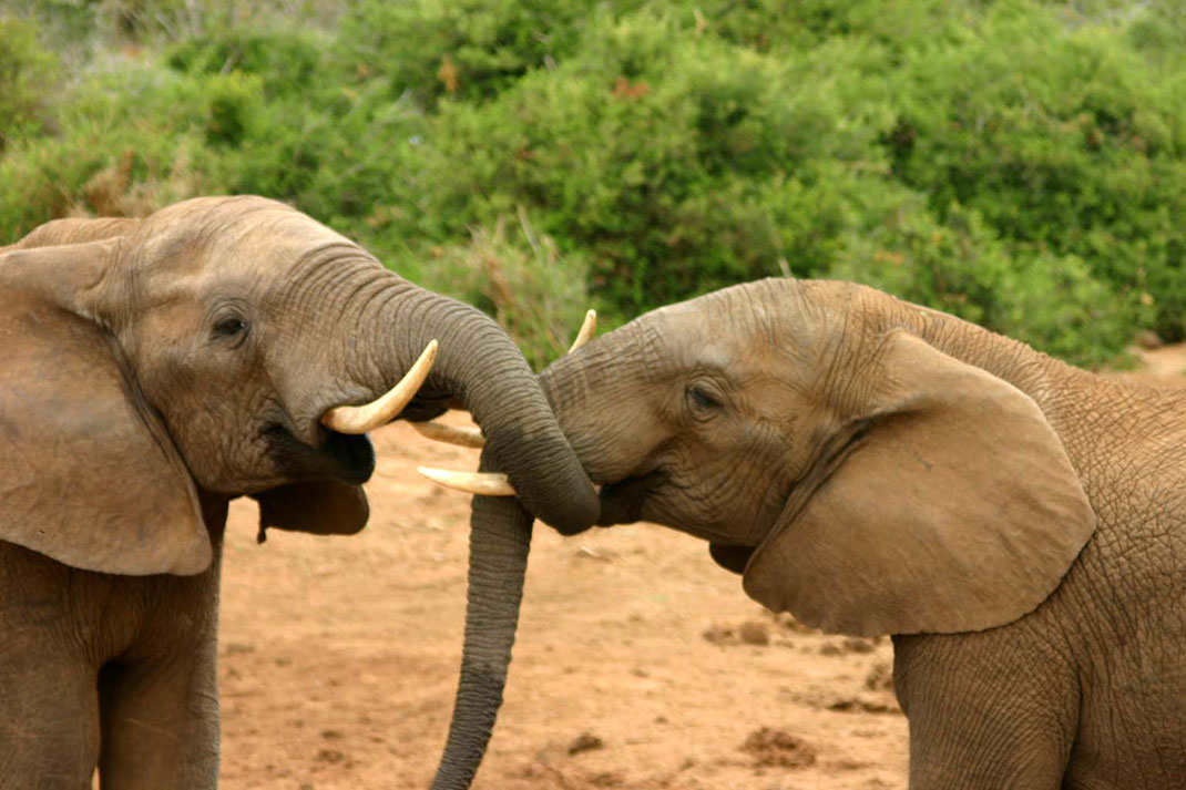 Elephant
