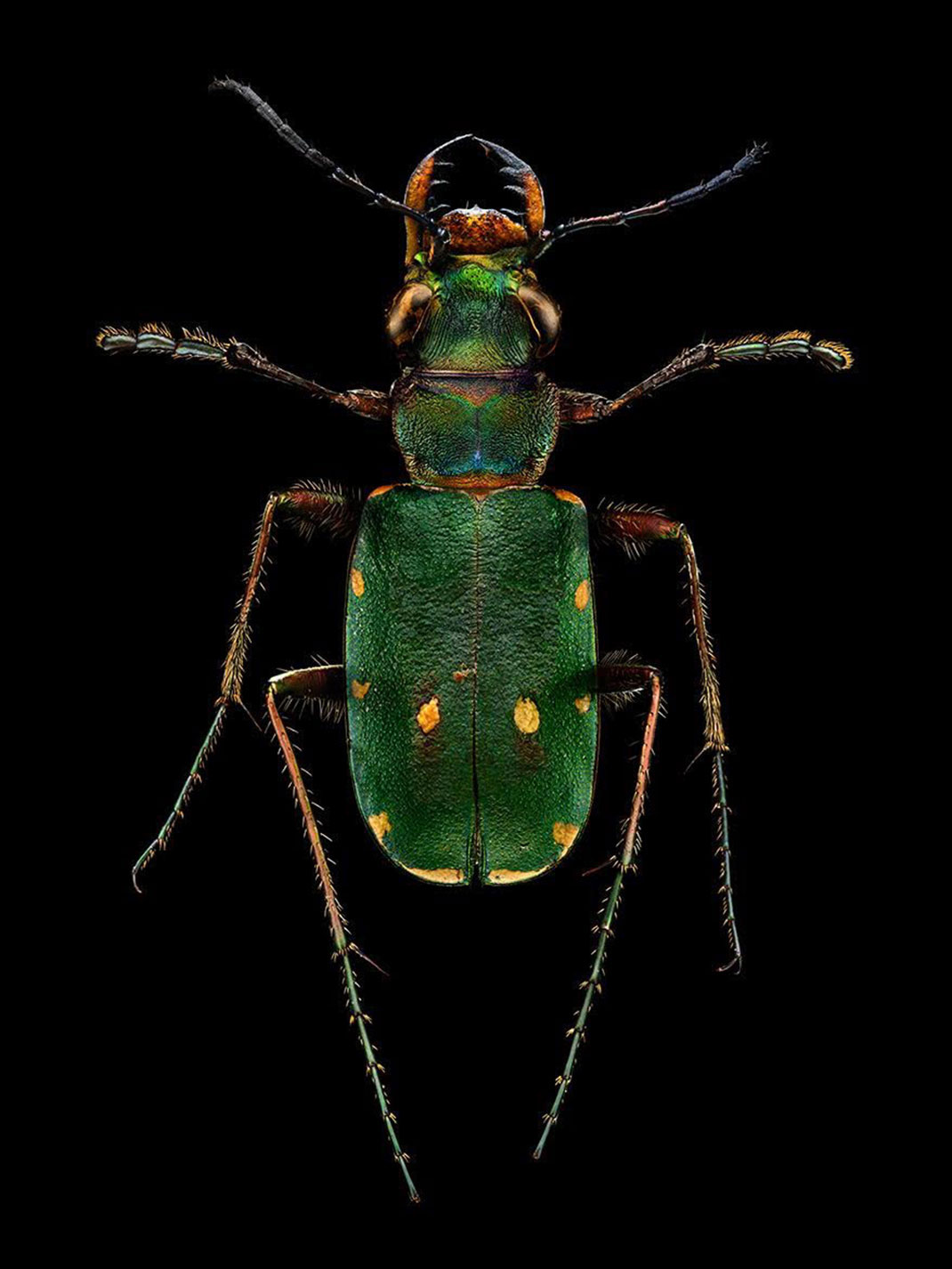 LevonBiss-Insectes-1