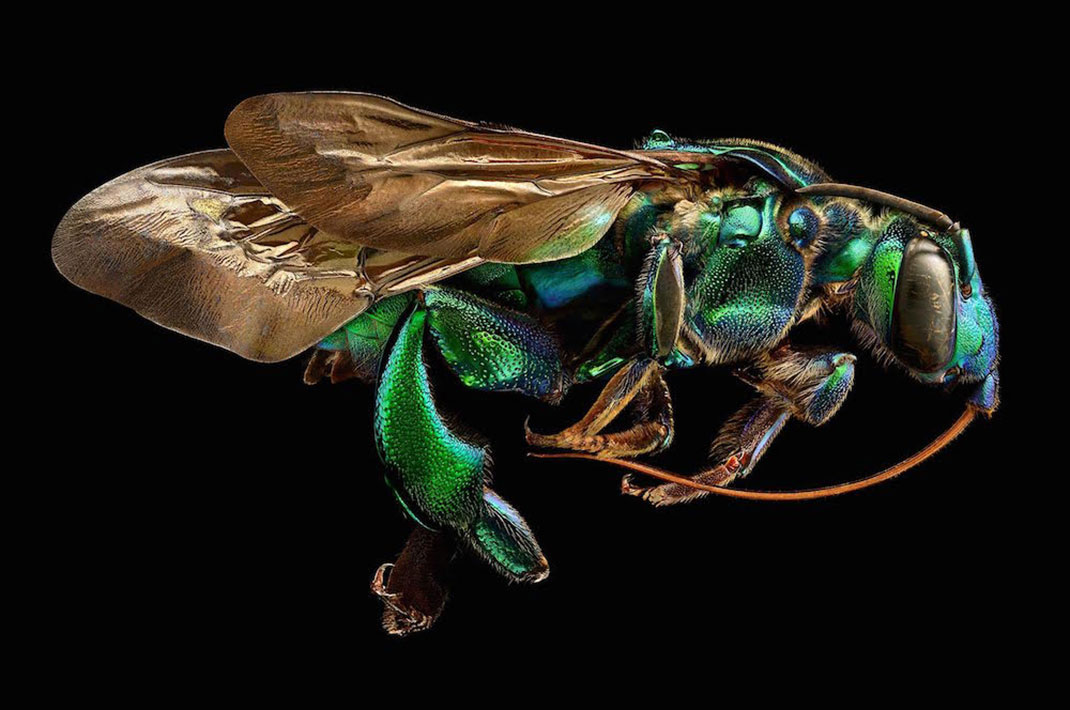 LevonBiss-Insectes-2
