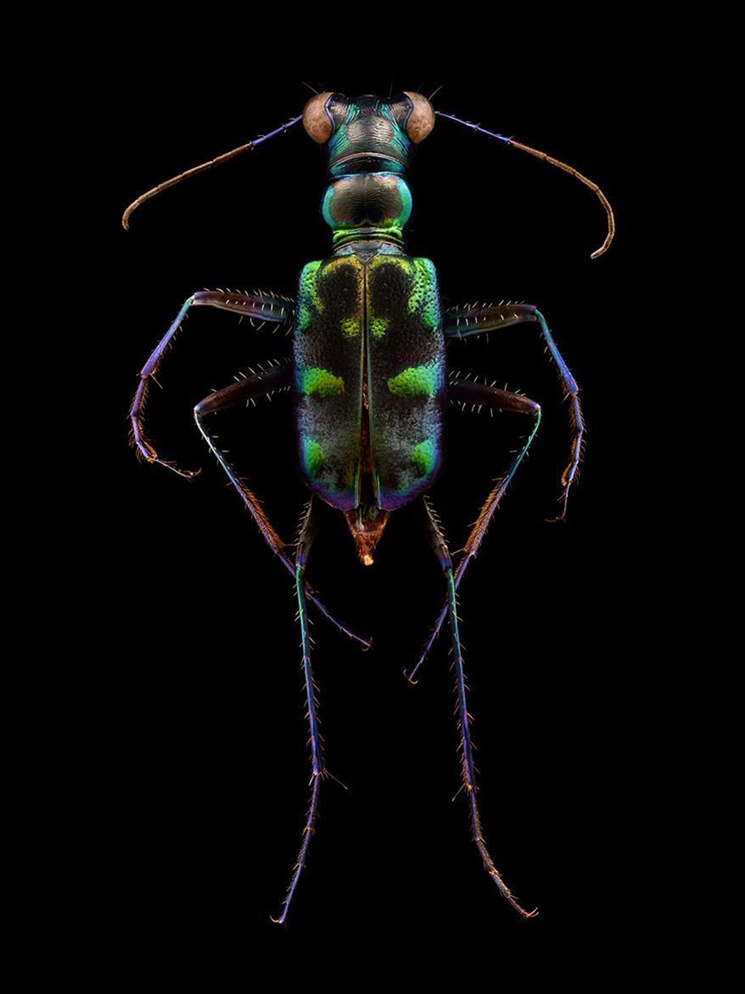 LevonBiss-Insectes-3