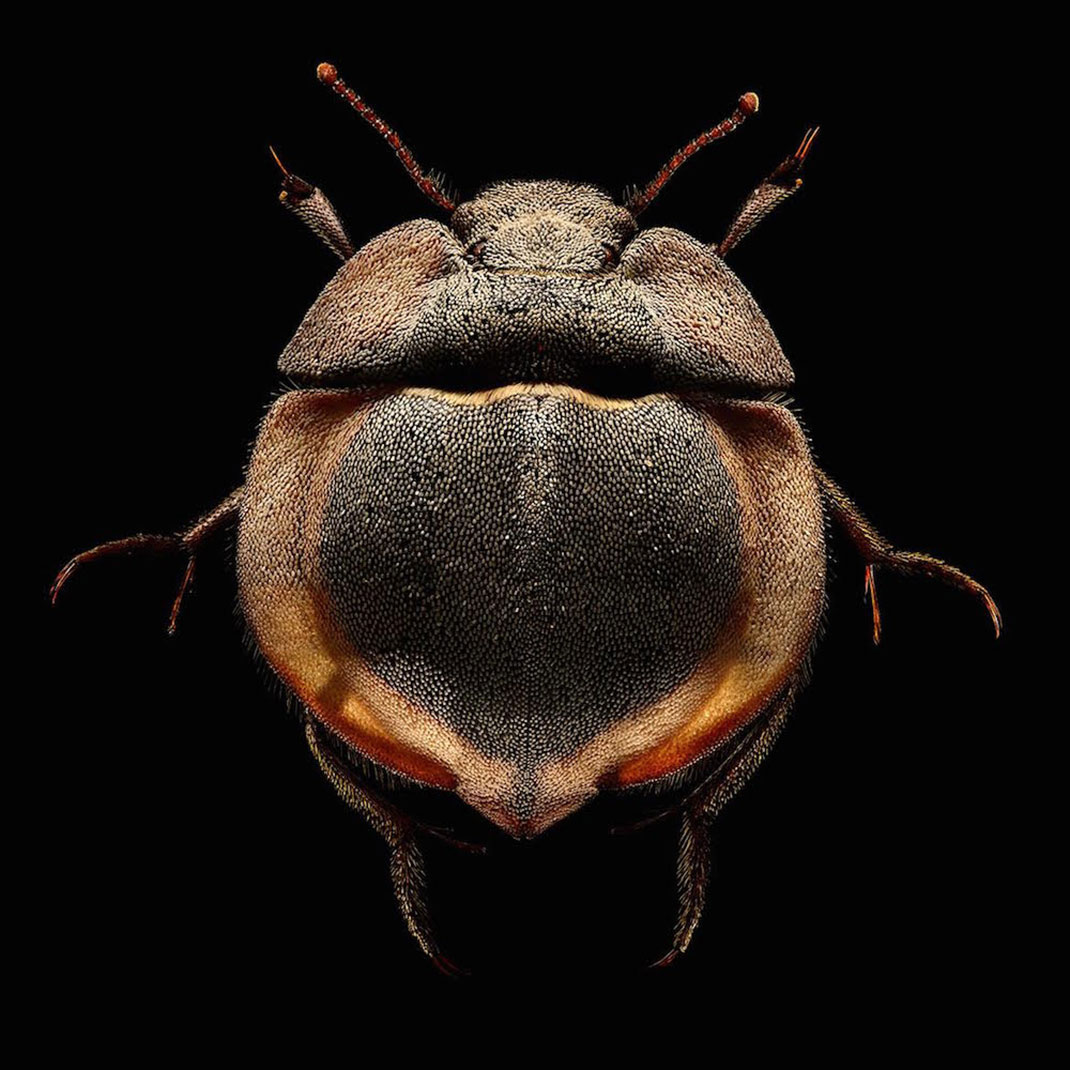 LevonBiss-Insectes-6