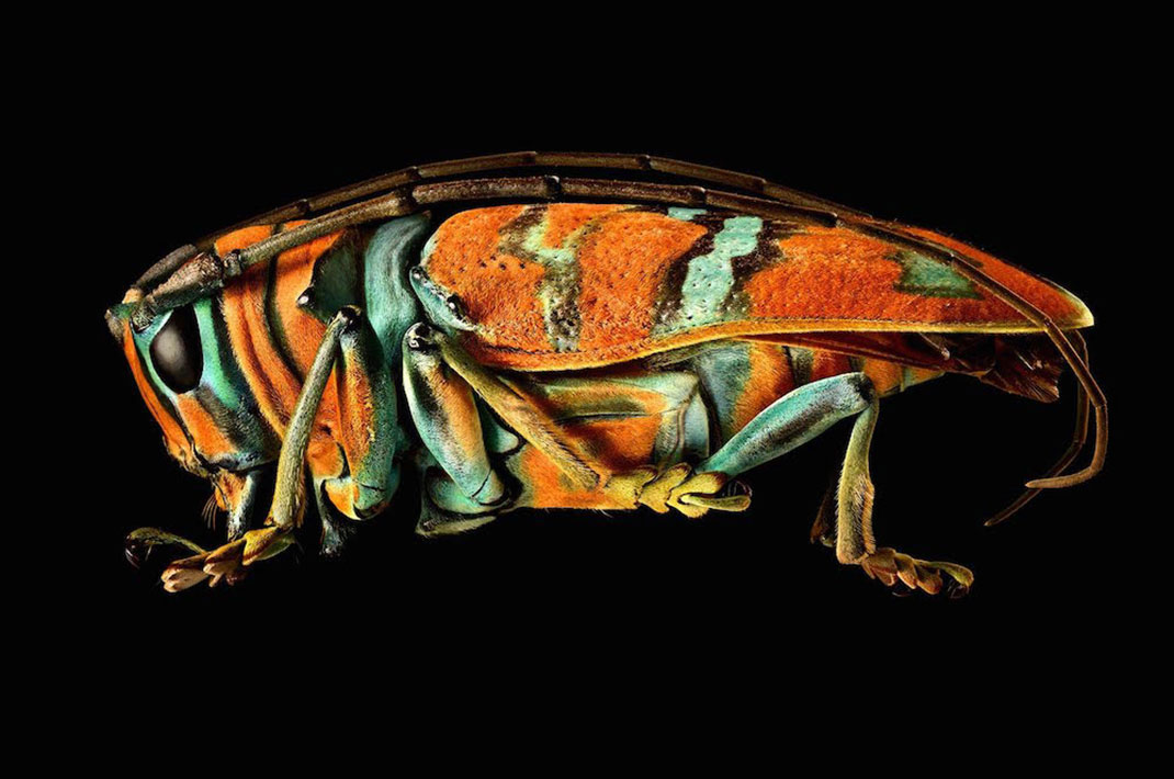 LevonBiss-Insectes-7