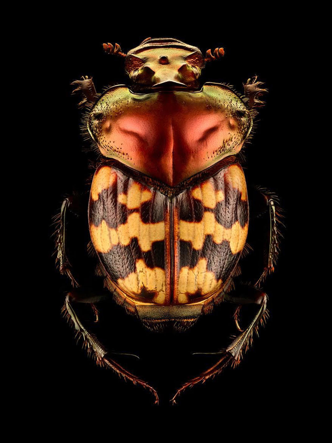 LevonBiss-Insectes-8