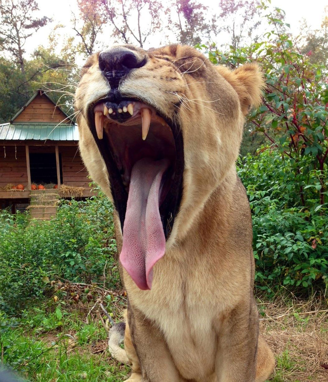 Lion-2