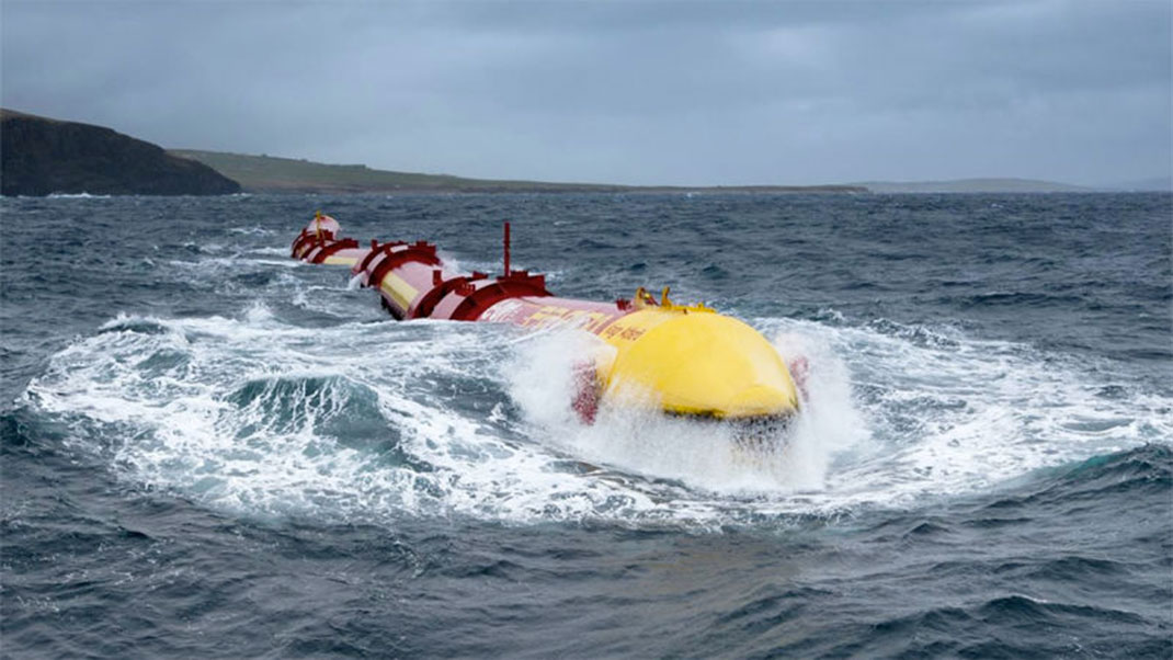 Pelamis