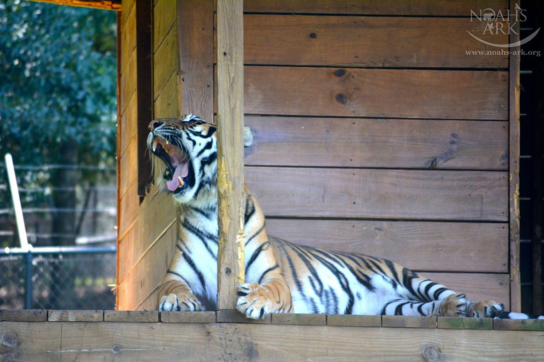 Tigre-1