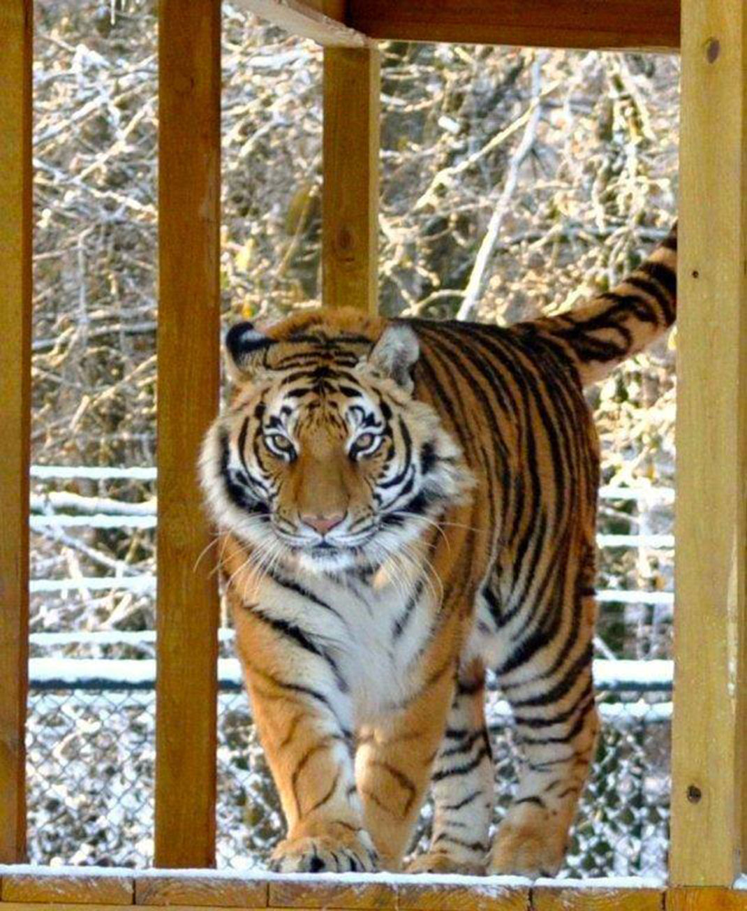 Tigre-2