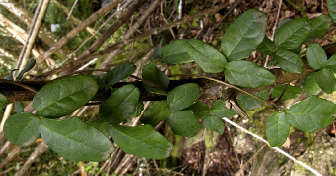 Une-Boquila-trifoliolata