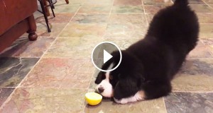 Une_chien-citron-1
