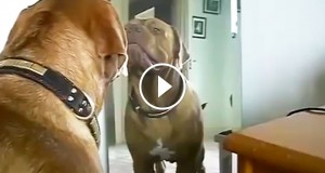 Une_chien-miroir-2