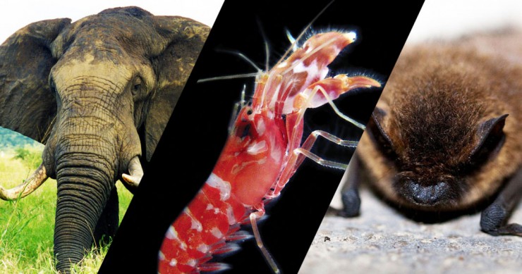 animaux