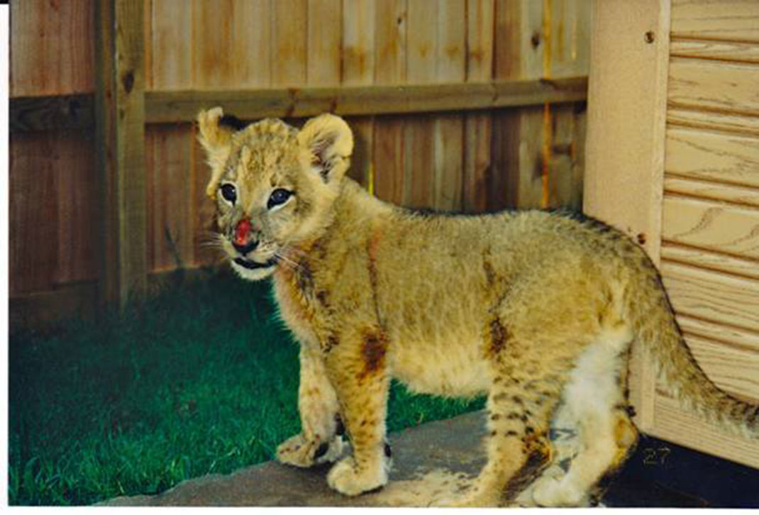 bebe-lion-2
