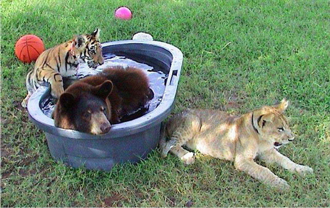 bebes-animaux-4
