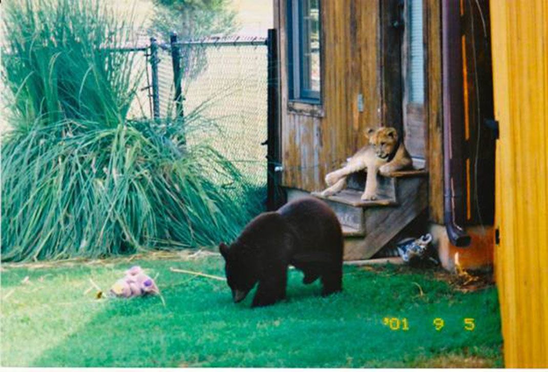 bebes-animaux-5