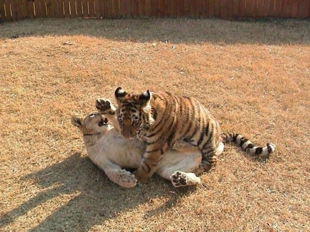bebes-animaux-6