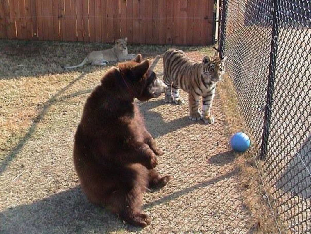 bebes-animaux-8