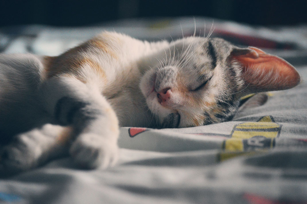 chat-11