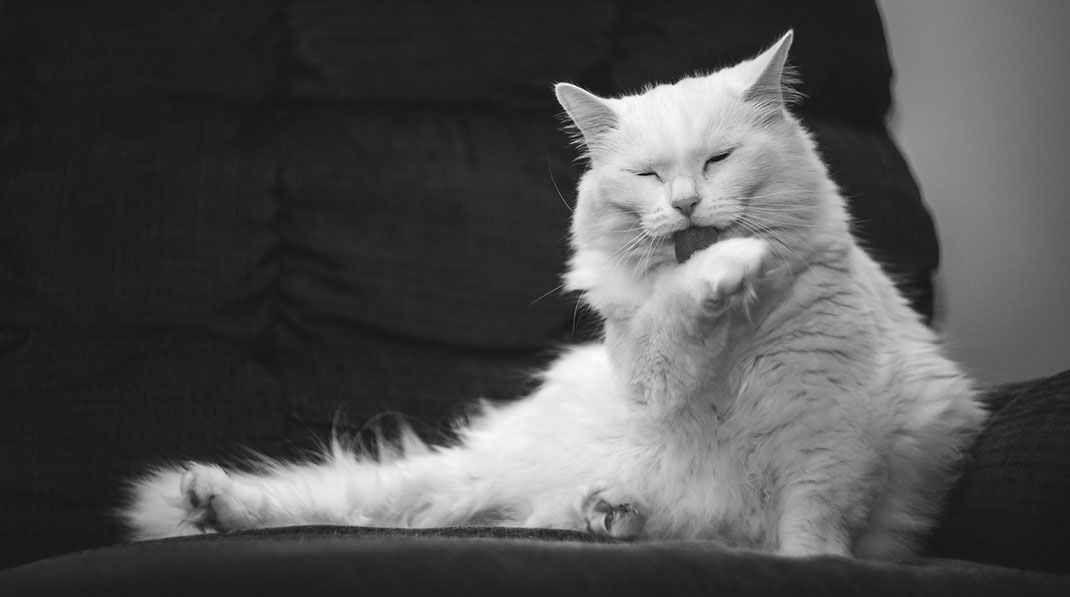 chat-13