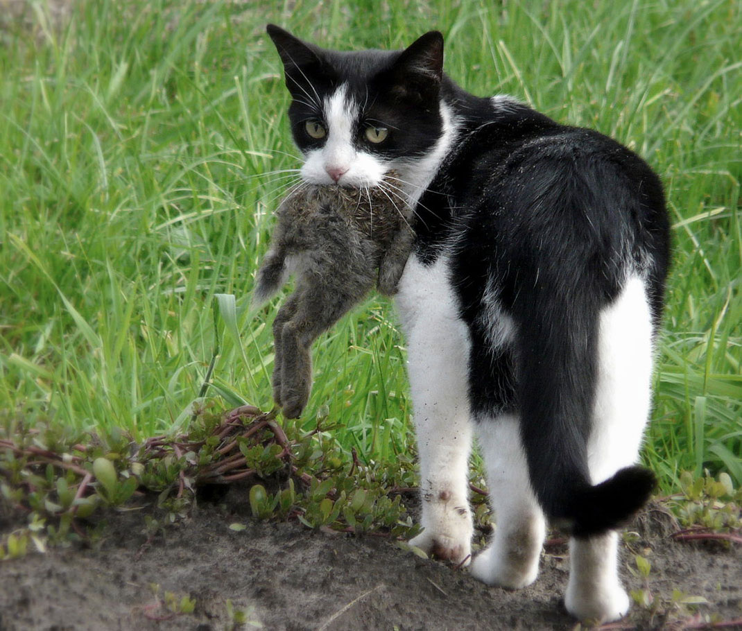chat-4