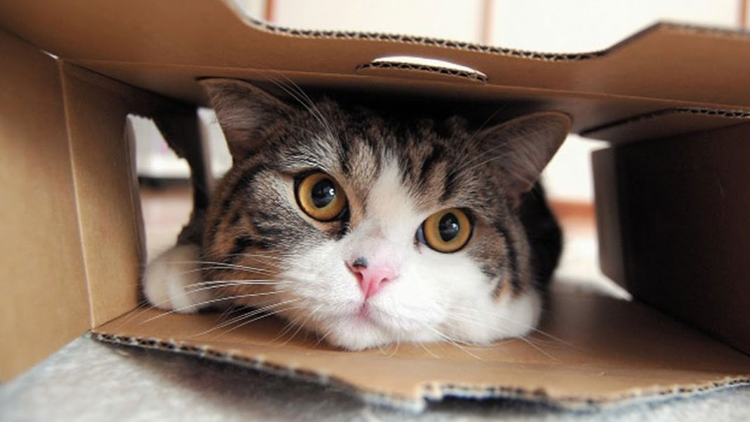 chat-6
