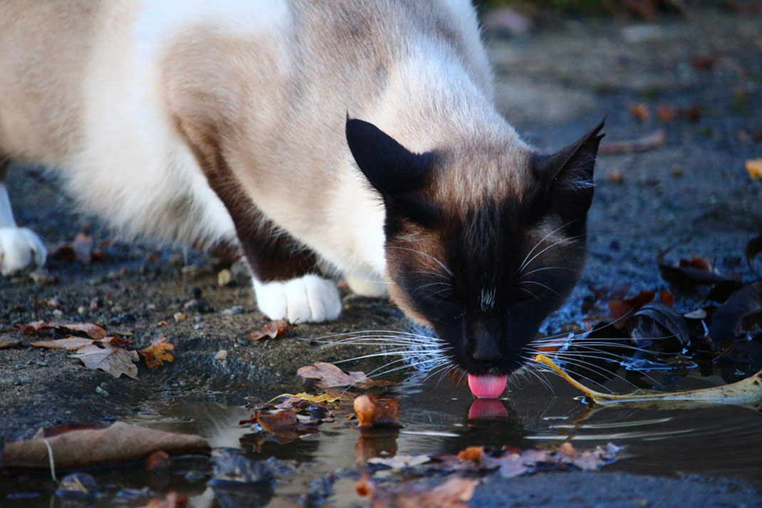 chat-boit