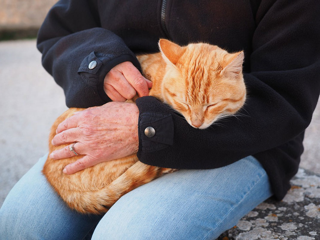 chat-domestique