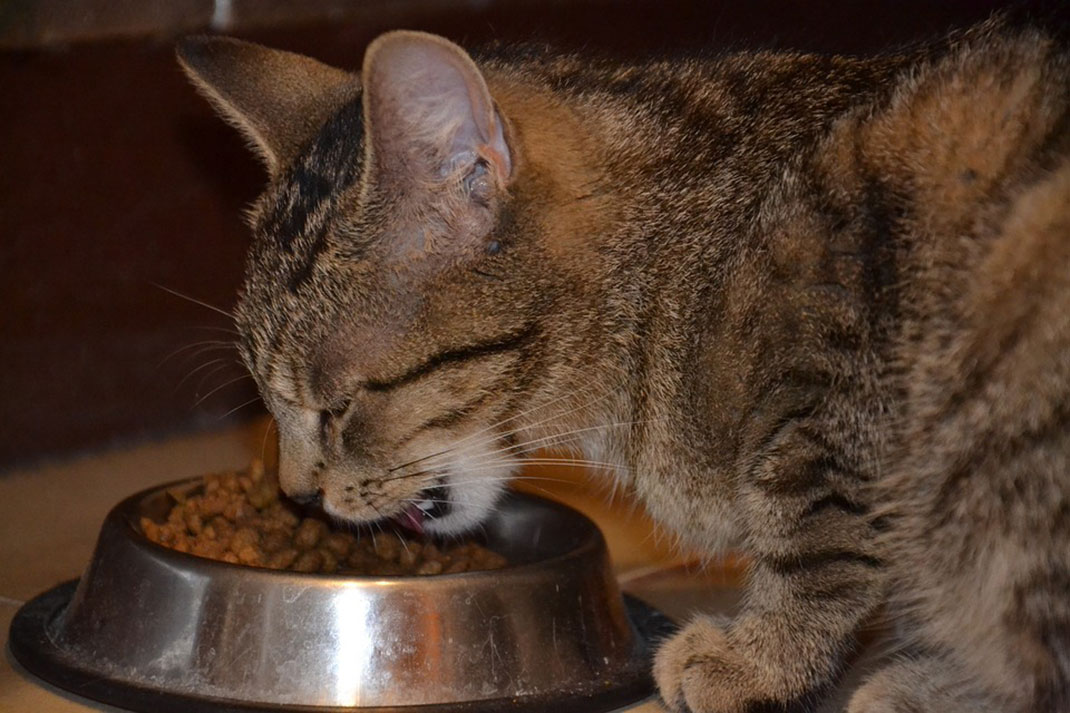 chat-mange