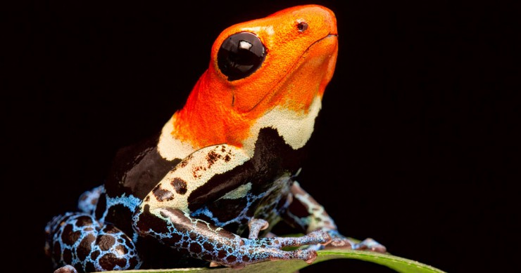 grenouilles-beaute-surprenante-une